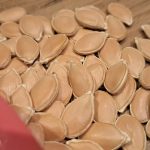 Posušena bučna semena