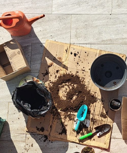 Presajanje rastlin brez napak: te spodrsljaje pri menjavi lonca naredi veliko ljudi