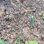 Prvi poganjki, narcise in tulipani