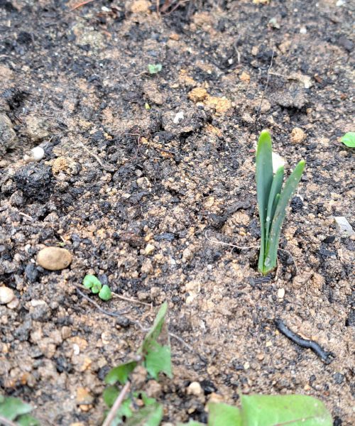 Iz zemlje so pokukali prvi tulipani in narcise – to morate narediti zdaj