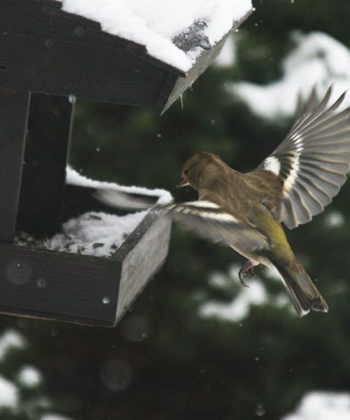 Velika napaka v ptičjih krmilnicah, ki jo dela večina ljudi