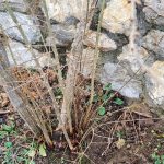 Rezanje spodnjih vej