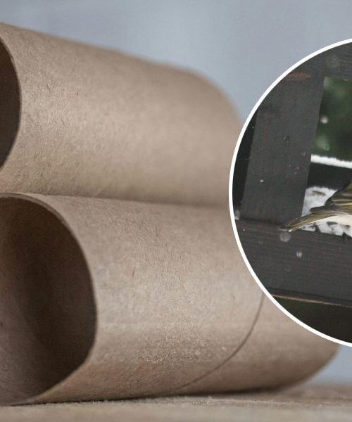 Tako lahko rolice WC-papirja pomagajo pticam preživeti zimo