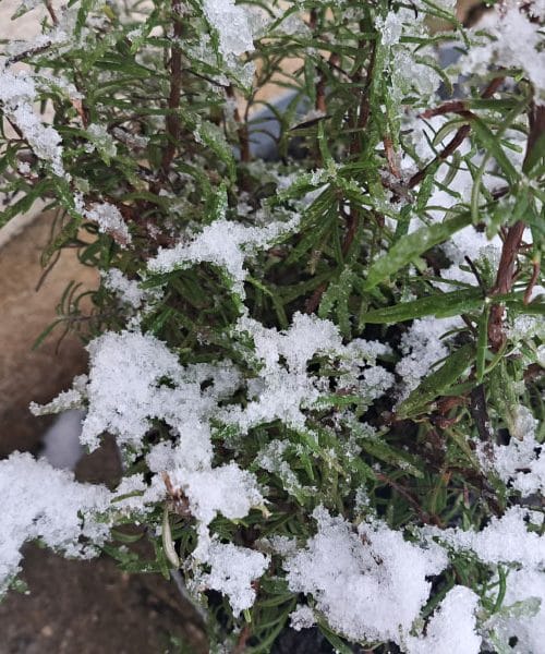 Rožmarin v snegu: bo preživel ali ga moramo zaščititi?
