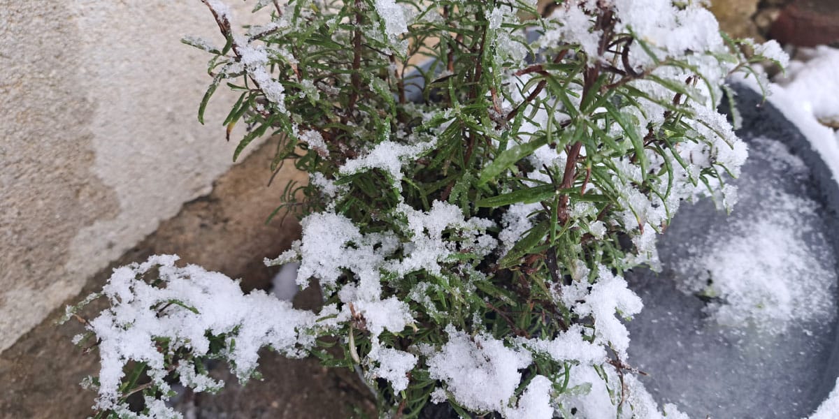 Rožmarin v snegu
