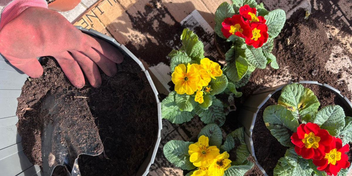 Sajenje trobentic za domačo okrasitev: pravi čas, prava zemlja in pravilno zalivanje