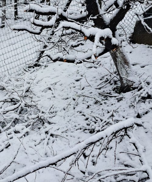 “Spomladanski sneg je gnoj za reveže”: kaj ta stari rek v resnici pomeni?