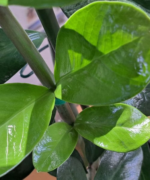 Zamija: kam jo postaviti, da bo rasla zdravo in bujno?