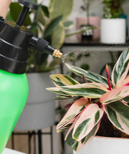 Preprost trik s cimetom proti mušicam, ki ga potrjujejo tudi strokovnjaki