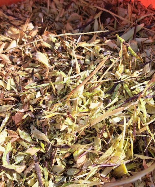 Ali lahko zmlete veje od jablan in hrušk damo v visoko gredo?