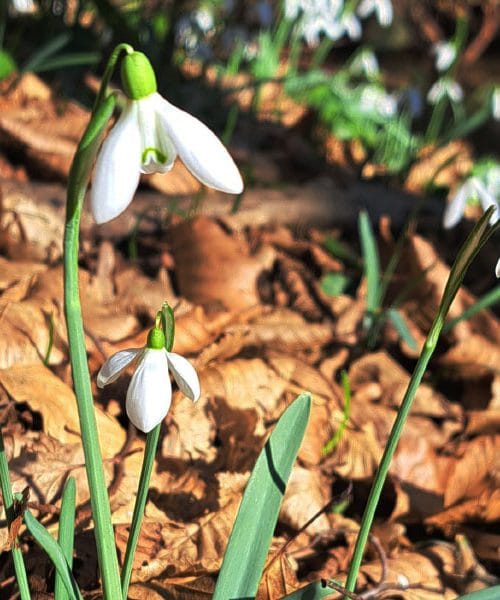 Zvončki niso le za šopek: ideje, ki jih večina spregleda
