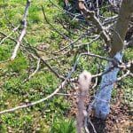 Barva lubja, jablana