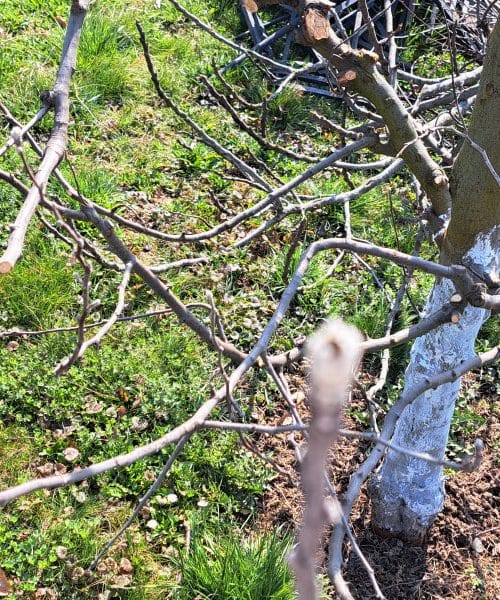 Zakaj nekateri sadjarji marca opazujejo barvo lubja