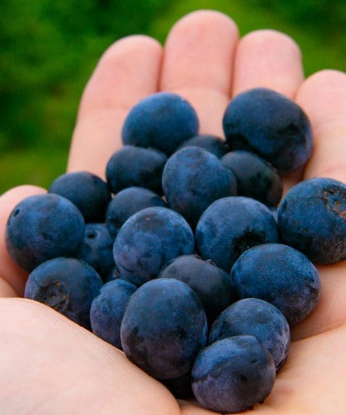 Kaj se zgodi s telesom, če vsak dan jeste borovnice