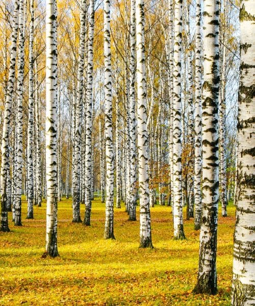 Brezov sok prihaja tudi na slovenske mize, čeprav ga mnogi še vedno slabo poznajo