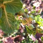 Brokoli, ki je preživel zimo