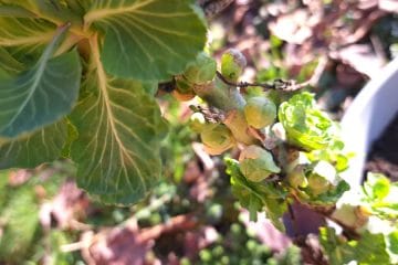 Vrtovi se prebujajo: Pet znakov pokaže, da se je sezona že začela