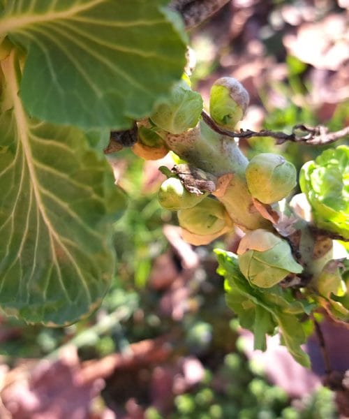 Vrtovi se prebujajo: Pet znakov pokaže, da se je sezona že začela