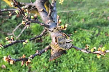 Če na sadnem drevju opazite spremembo na brstih, je pomlad res blizu