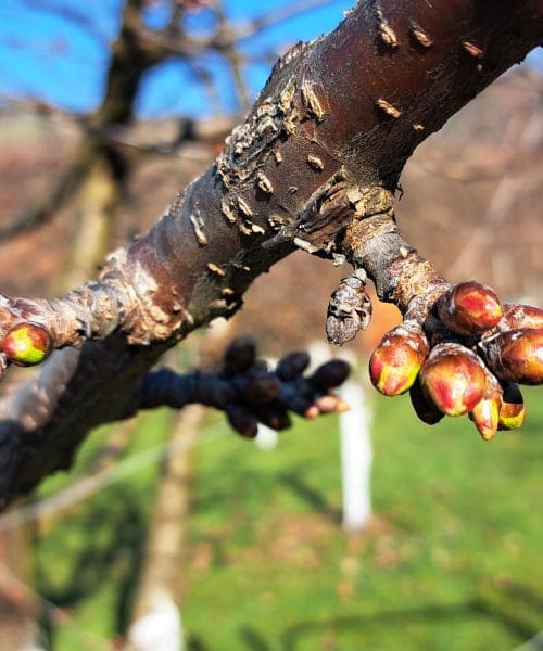Kaj se trenutno dogaja v sadovnjaku – fotografije iz začetka marca