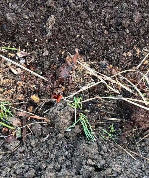 Šest opravil na vrtu zgodaj spomladi, ki lahko odločilno vplivajo na rast rastlin