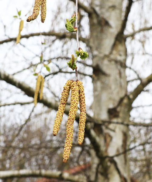 Alergiki imajo novo težavo, začela je cveteti breza