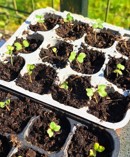 Takšno bo vreme za vikend: kaj se 21. in 22. marca splača narediti na vrtu?