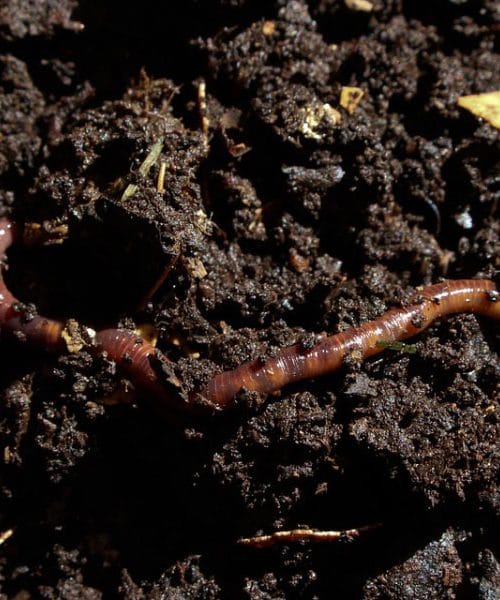 Če na vrtu opazite majhne kupčke zemlje, je razlog skoraj vedno isti