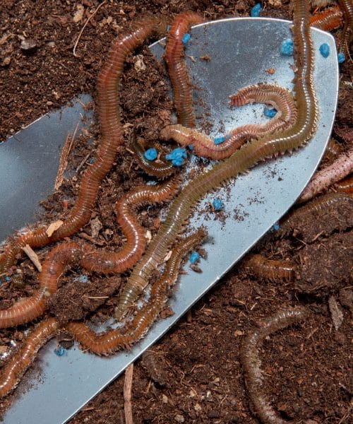 Če na vrtu opazite več deževnikov kot običajno, to pomeni eno stvar