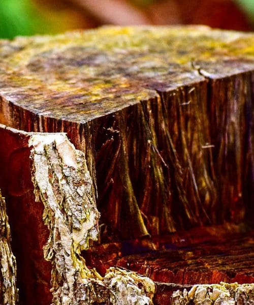 Štor na vrtu ni nedolžen ostanek, odstranite ga pravočasno