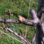 Drobne razpoke na lubju