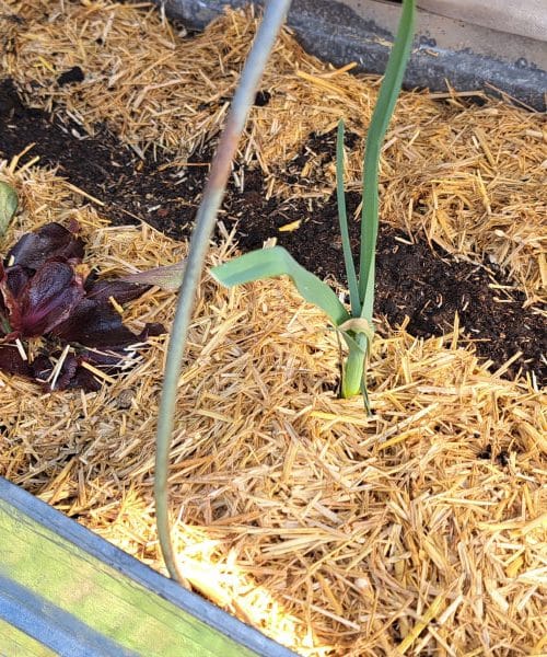 Če se zemlja po dežju hitro posuši, to ni dober znak – vrtnarji opozarjajo na skrito težavo