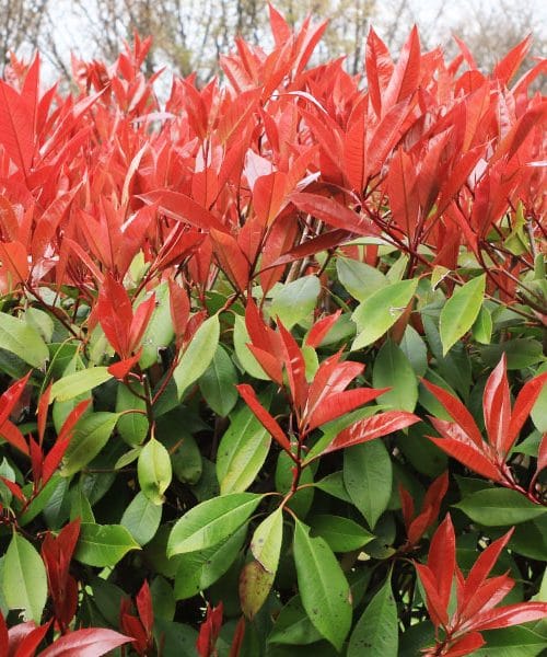 Fotinija očara na prvi pogled, a lahko hitro pokaže tudi slabšo plat