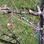 Hruška v sadovnjaku