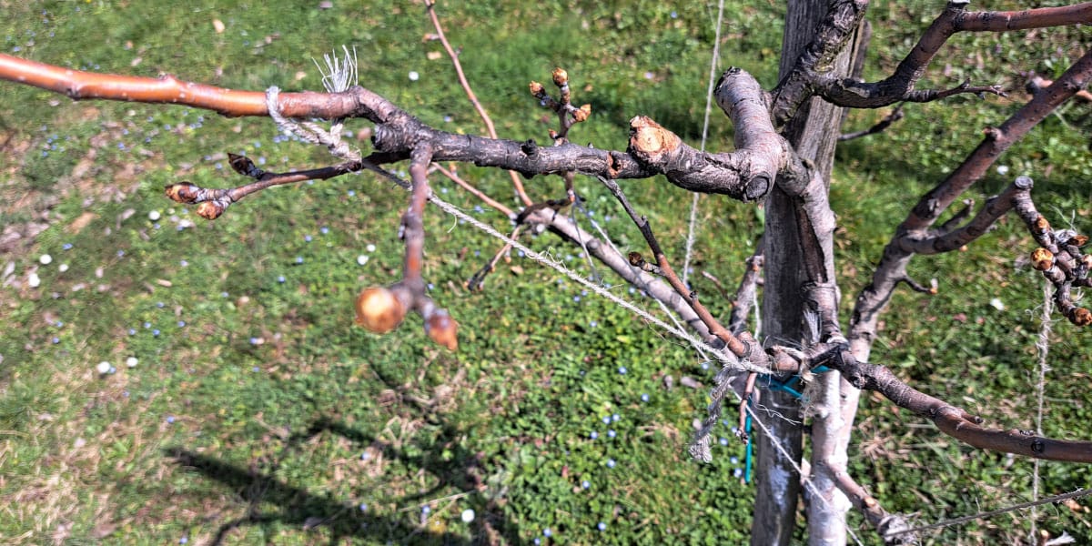 Hruška v sadovnjaku