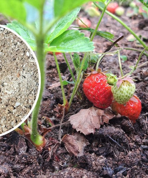Če marca jagod ne pognojite s tem naravnim pripravkom, bo pridelka pol manj