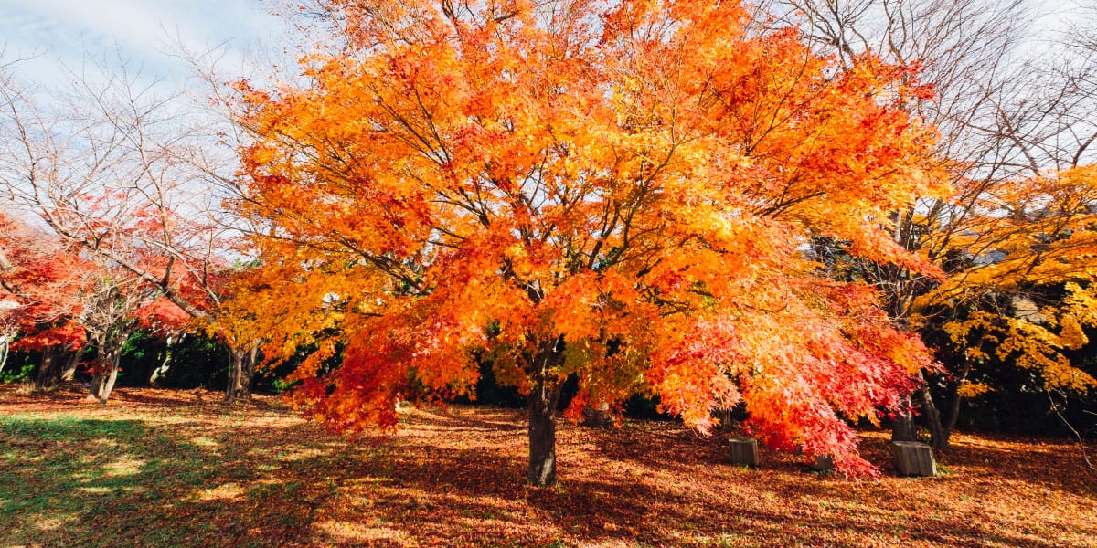 Japonski javor obrežite ob pravem času, sicer lahko drevo po nepotrebnem oslabite