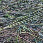 Kako doma uporabiti bambus