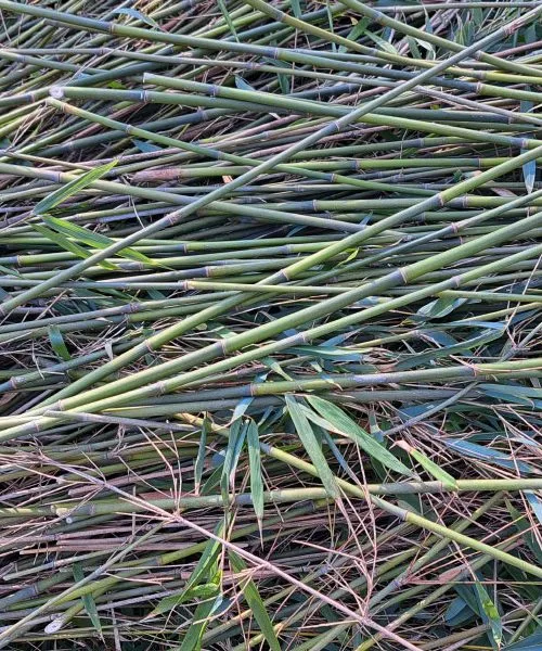 Porezali ste bambus? Tukaj je 12 pametnih načinov, kako ga lahko uporabite doma