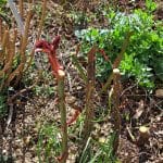 Kako obrezati vrtnice