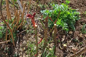 Če se na listih vrtnic pojavijo drobne luknje, vrt pogosto napade ena žuželka