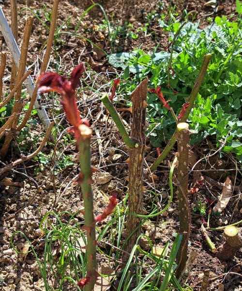 Kako obrezati vrtnice, da bodo maja polne cvetov