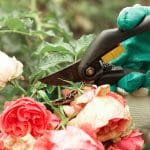 Kako porezati vrtnice