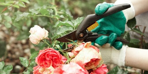 Vrtnice v aprilu: teh 5 opravil odloča, kako bogato bodo cvetele poleti