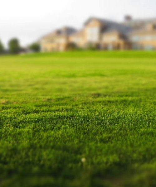 Spomladi lahko trato prebudite brez pretiravanja z gnojili