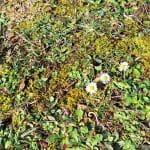 Kako uničiti mah na zelenici