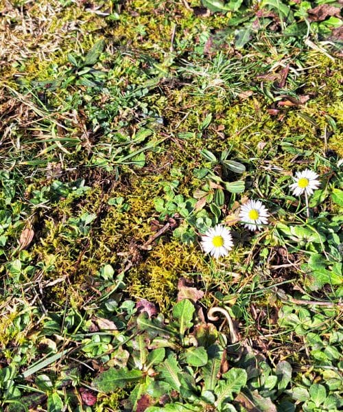 Mah na trati ne izgine sam: pravilna uporaba zelene galice in načrt obnove