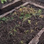 Kupčki zemlje na vrtu