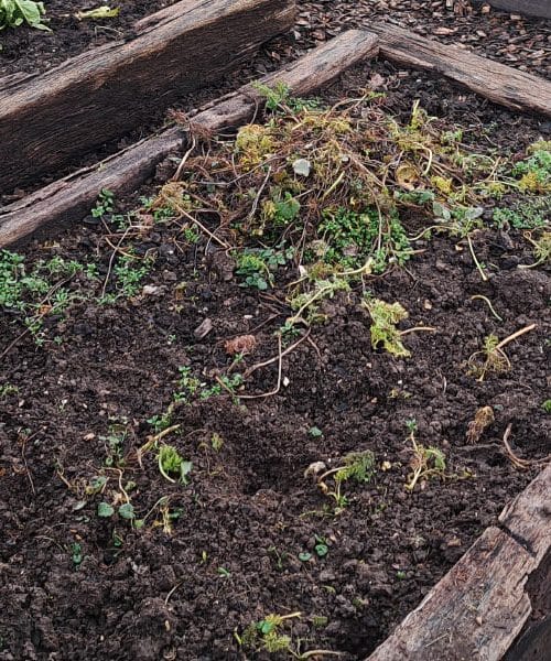 Zakaj se na vrtu pojavijo majhni kupčki zemlje?