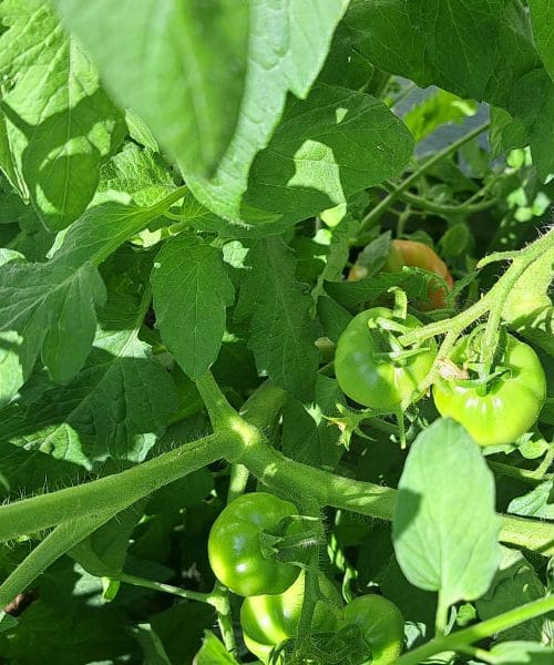 Znak na listih paradižnika, ki se pojavi že zgodaj in ga spregledamo